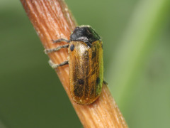 Clytra appendicina