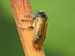 Clytra appendicina