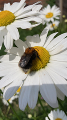 Bombus hypnorum