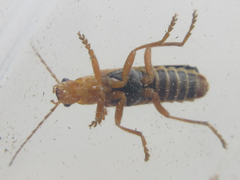 Cantharidae