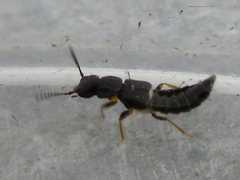 Staphylinidae