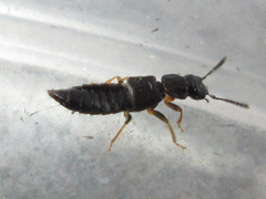 Staphylinidae