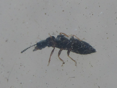 Staphylinidae