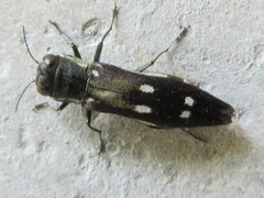 Agrilus