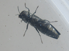 Agrilus
