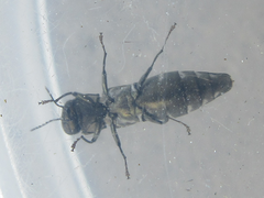 Agrilus