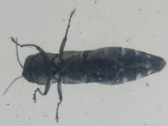 Agrilus