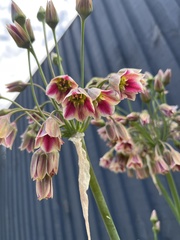 Allium siculum