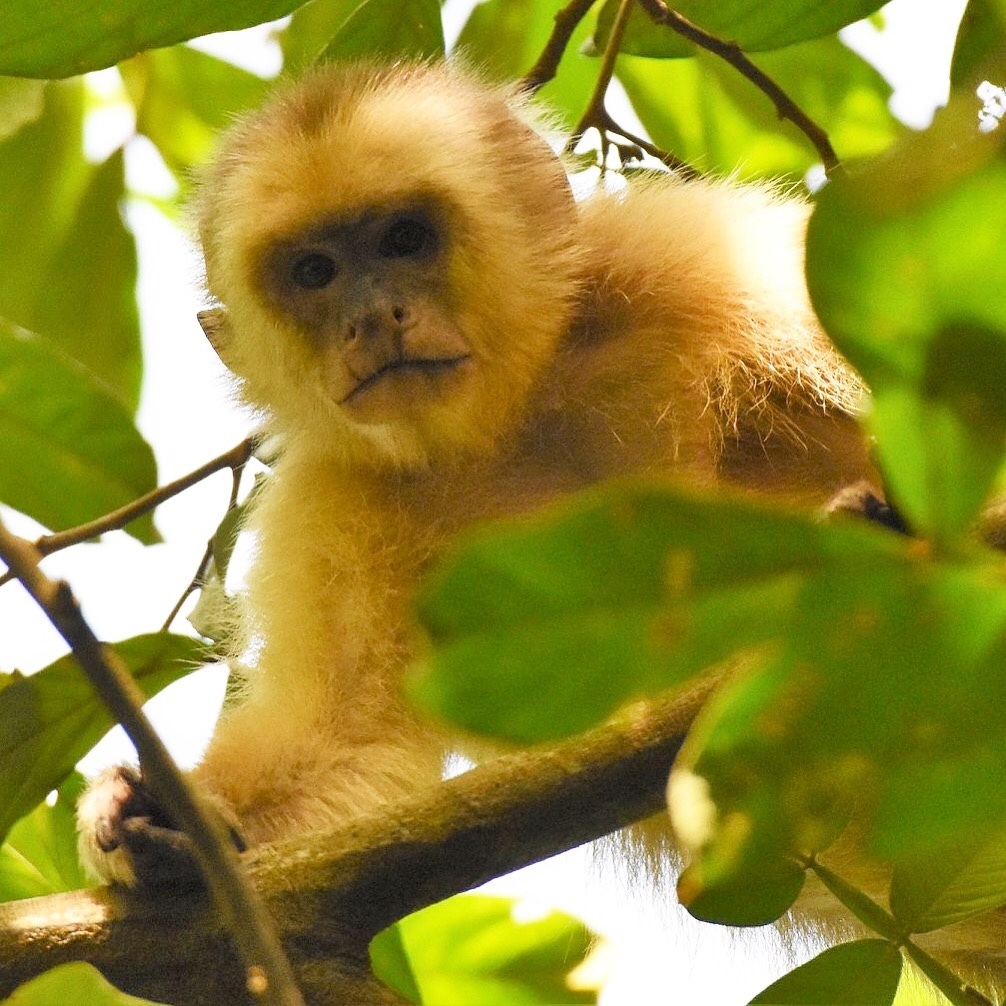 Trinidad White-Fronted Capuchin