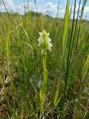 Dactylorhiza incarnata ochroleuca