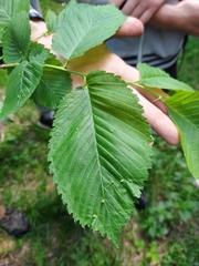 Ulmus laevis