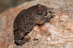 Pseudophryne bibronii