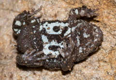 Pseudophryne bibronii