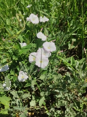 Convolvulus arvensis