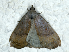 Rhapsa suscitatalis