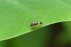 Trichobalya melanocephala