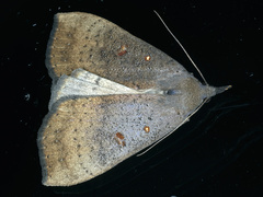 Rhapsa suscitatalis
