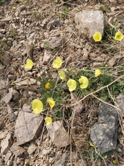 Papaver nudicaule