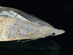 Rhapsa suscitatalis