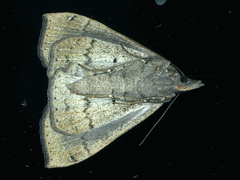 Rhapsa suscitatalis