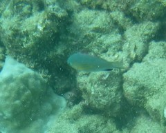 Pycnochromis vanderbilti