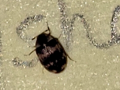 Anthrenus scrophulariae