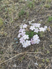 Phlox sibirica