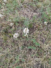 Astragalus versicolor