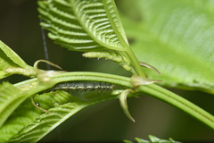 Xanthodes transversa