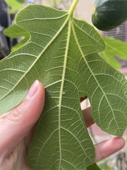 Homotoma ficus