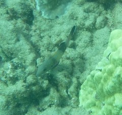 Parupeneus insularis