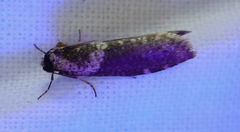 Lepidoscia heliochares