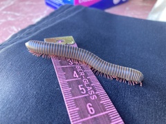 Australocricus perditus
