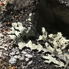 Abrothallus tulasnei