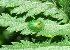 Cassida stigmatica