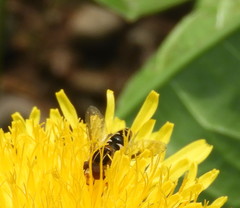 Anasimyia anausis