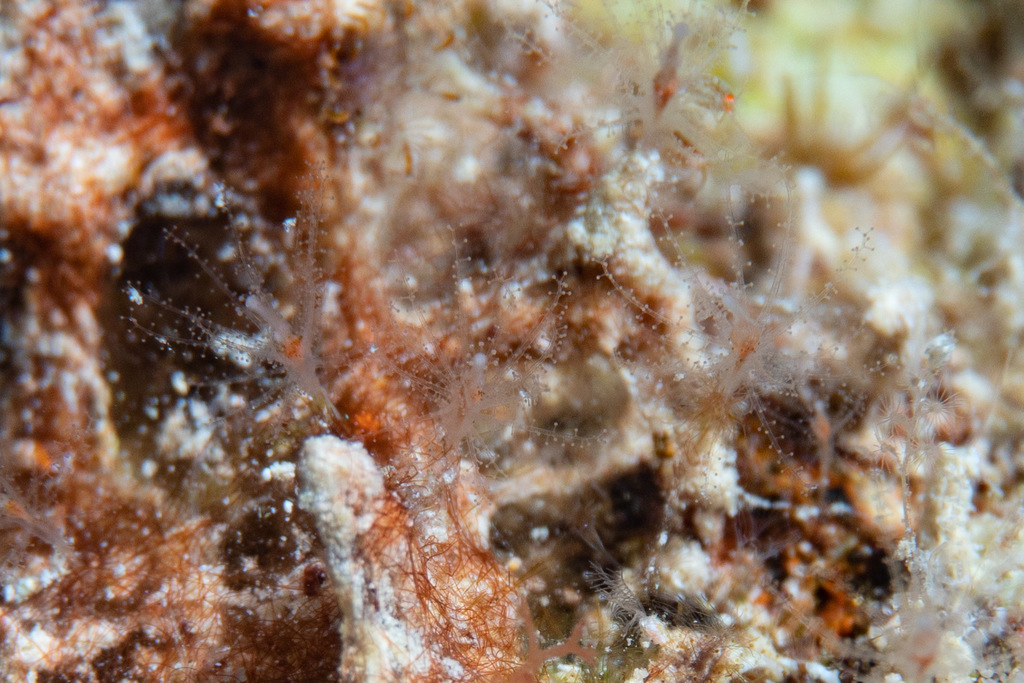 Cladocoryne