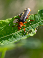 Cantharis livida