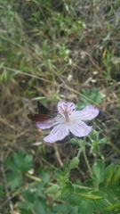 Piruna pirus