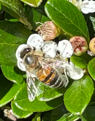 Apis mellifera