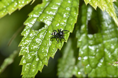 Ptocasius strupifer