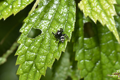 Ptocasius strupifer