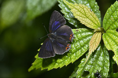 Heliophorus