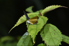Heliophorus