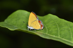 Heliophorus