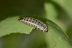 Chrysomela vigintipunctata