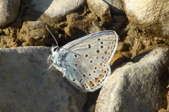 Polyommatus escheri