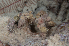 Camposcia