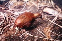 Gallirallus sylvestris