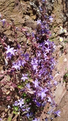 Campanula poscharskyana